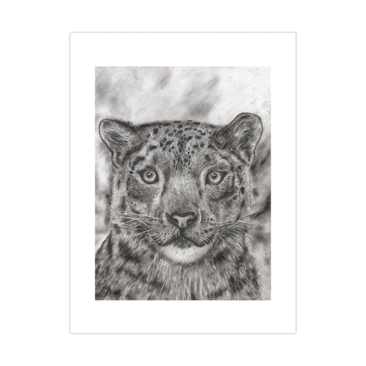 Snow Leopard Graphite and Charcoal Drawing Poster