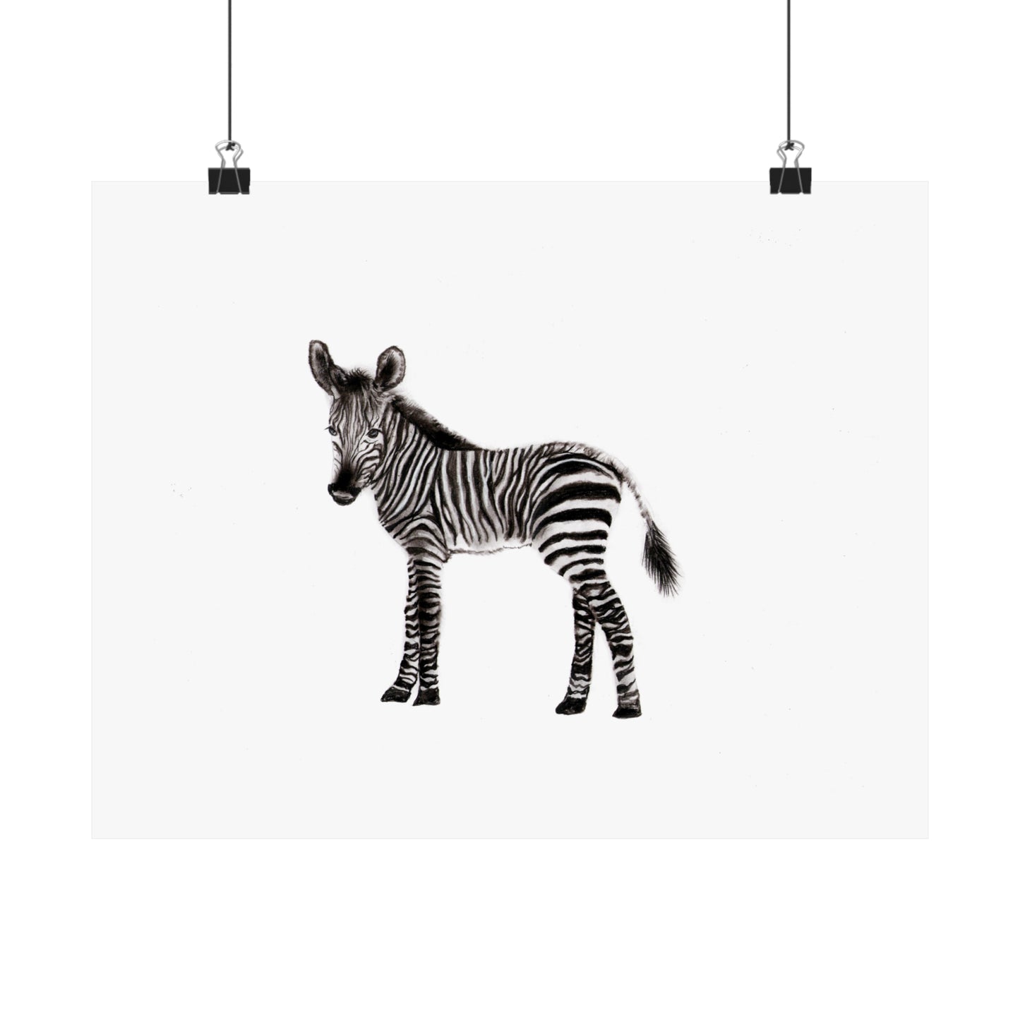 graphite zebra poster, Graphite pencil drawing baby zebra, cute poster, kids room art print, cute graphite animals