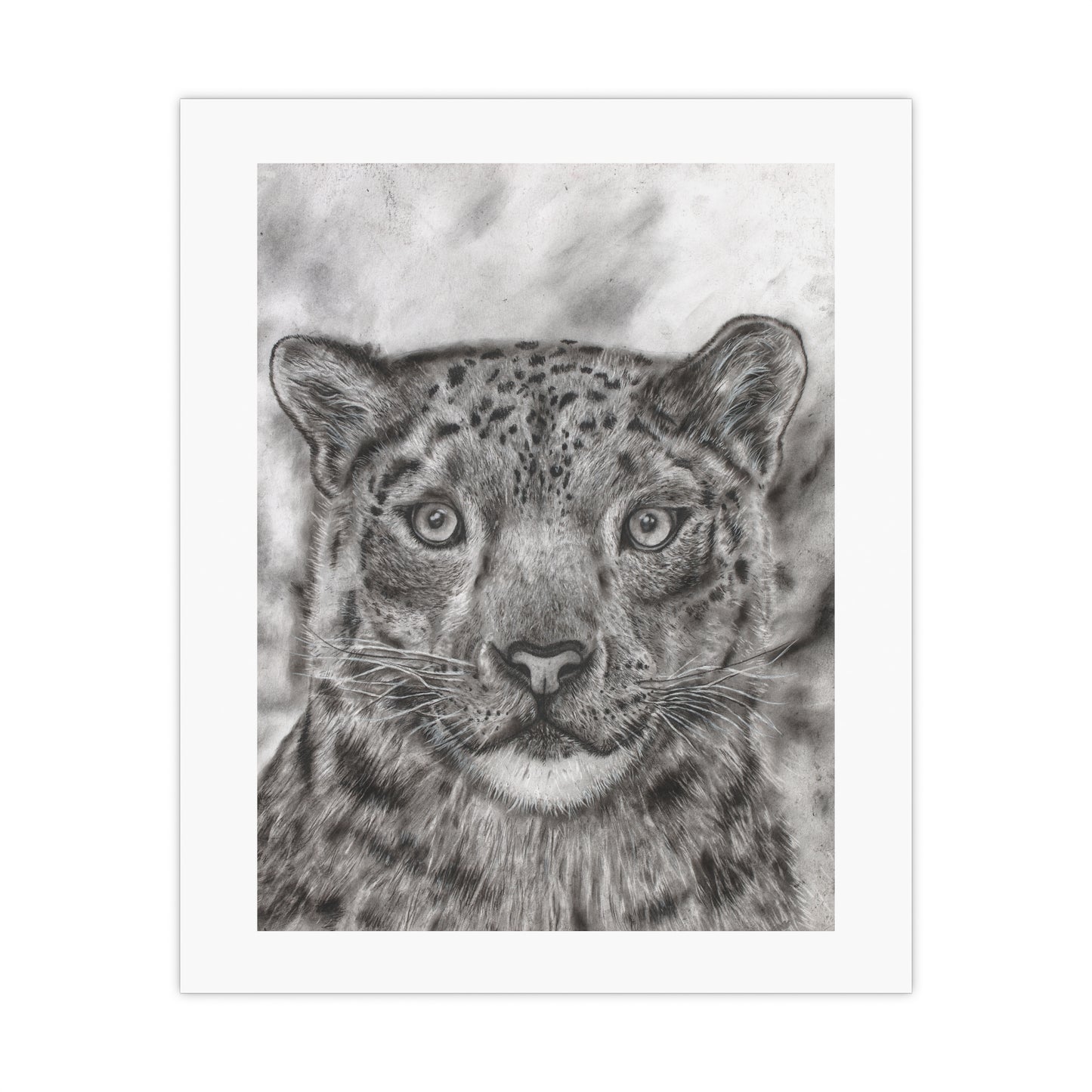 Snow Leopard Graphite and Charcoal Drawing Poster