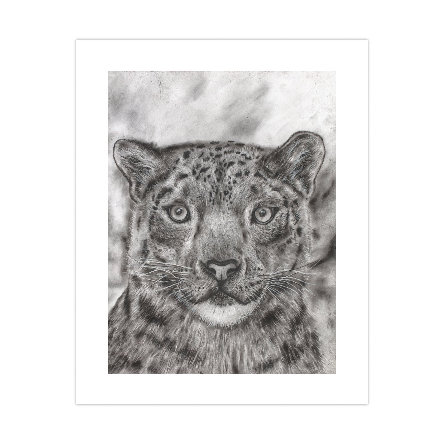 Snow Leopard Graphite and Charcoal Drawing Poster