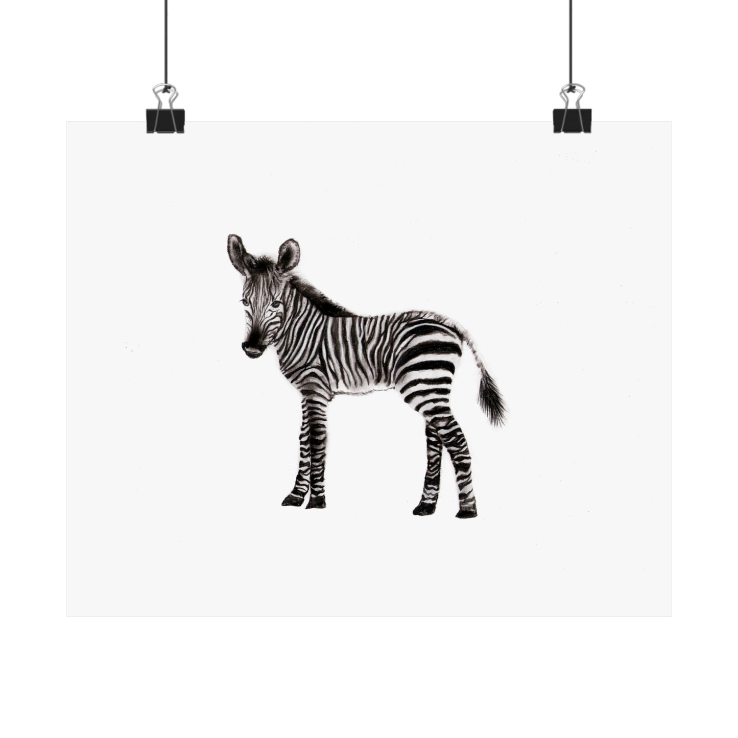 graphite zebra poster, Graphite pencil drawing baby zebra, cute poster, kids room art print, cute graphite animals