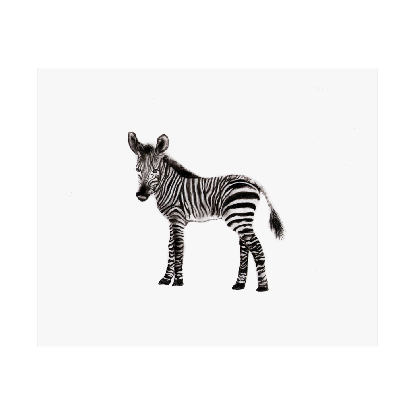 graphite zebra poster, Graphite pencil drawing baby zebra, cute poster, kids room art print, cute graphite animals