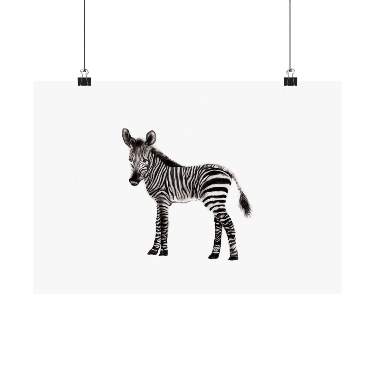 graphite zebra poster, Graphite pencil drawing baby zebra, cute poster, kids room art print, cute graphite animals