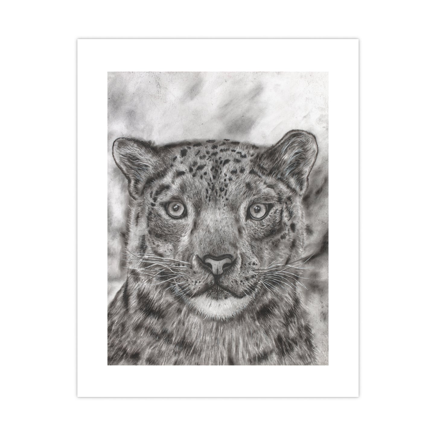 Snow Leopard Graphite and Charcoal Drawing Poster