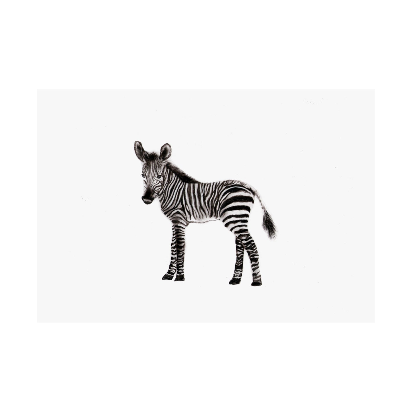 graphite zebra poster, Graphite pencil drawing baby zebra, cute poster, kids room art print, cute graphite animals