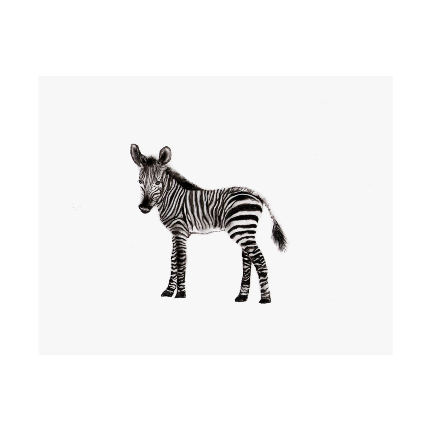 graphite zebra poster, Graphite pencil drawing baby zebra, cute poster, kids room art print, cute graphite animals