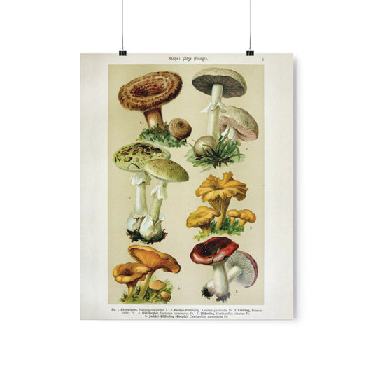 Vintage Mushroom Illustration Poster, Pretty Retro Poster, Mushroom Wall art, Mushroom Home Decor, 19th Century illustration poster