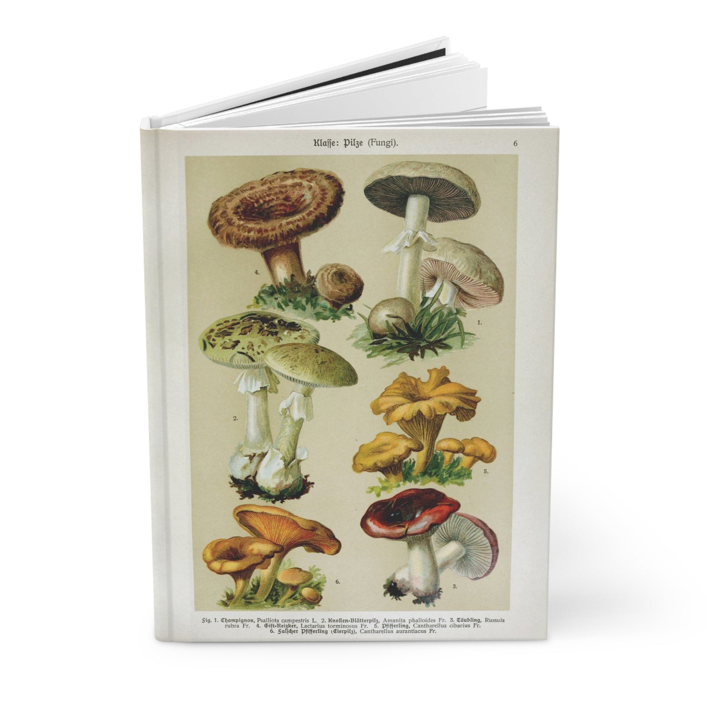 Vintage mushroom Journal, Antique mushroom Hard cover illustration journal cool, pretty mushroom vintage retro botanical art print journal,